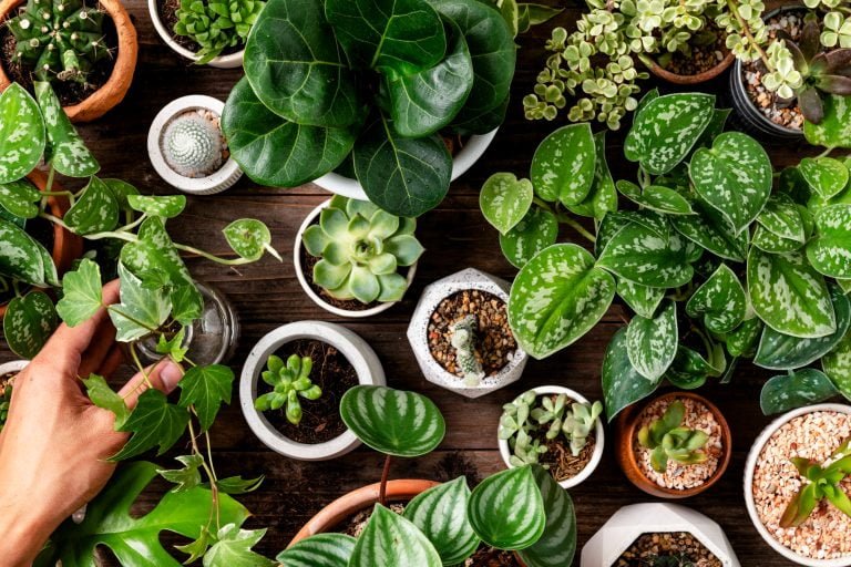 green houseplant background plant lovers