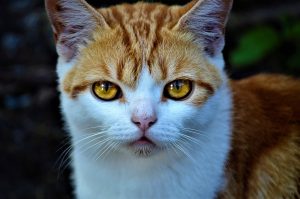 ce se intampla cu zilele de concediu neefectuate