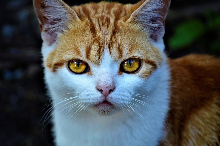 ce se intampla cu zilele de concediu neefectuate