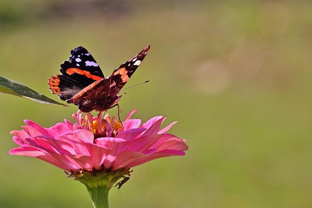 Cum sunt recoltate si pastrate celulele stem?