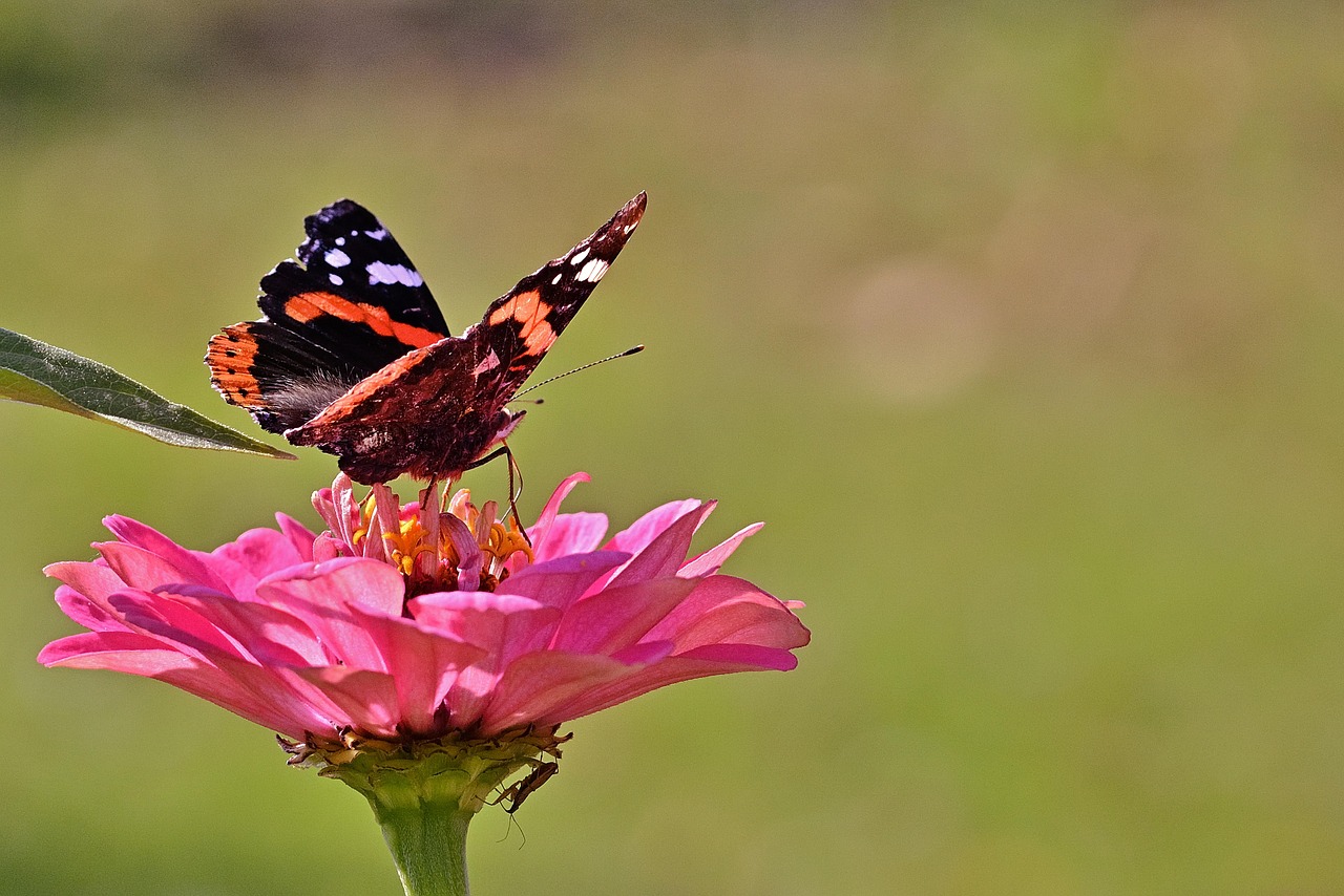 Cum sunt recoltate si pastrate celulele stem?